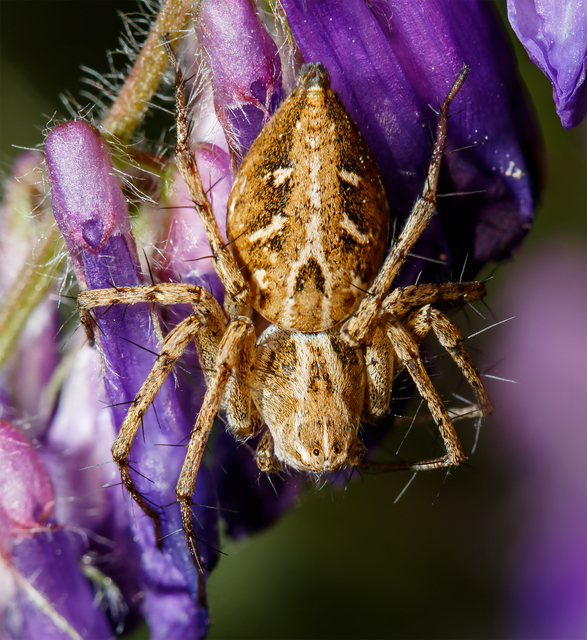 Oxyopes heterophthalmus - homoki hiúzpók