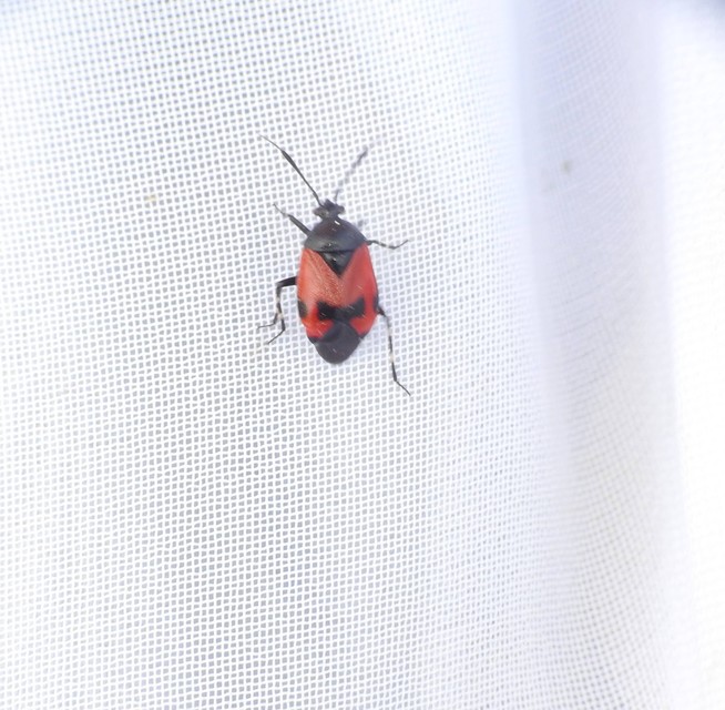 Deraeocoris rutilus - cinóber mezeipoloska