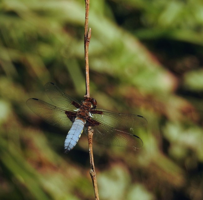 Libellula depressa - széles laposacsa