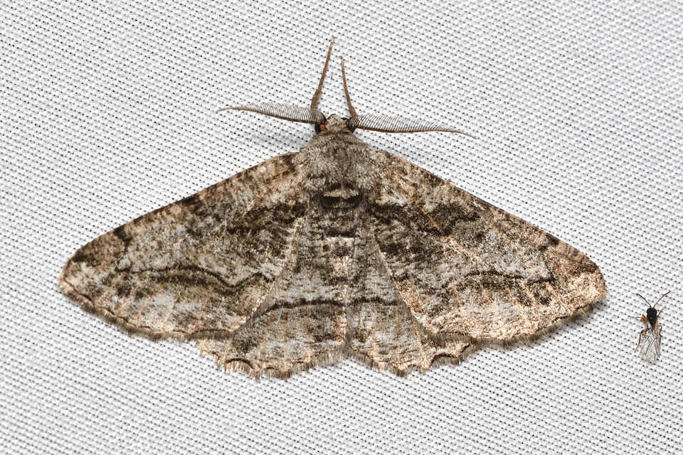 Synopsia sociaria - ürömaraszoló