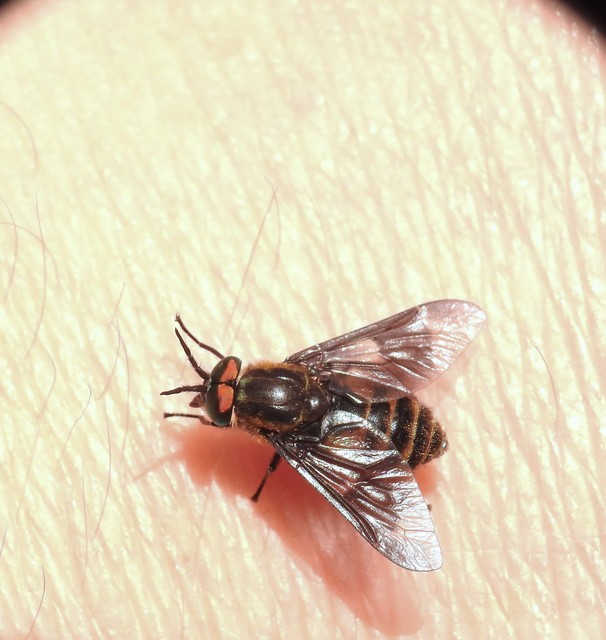 Diptera - Kétszárnyúak