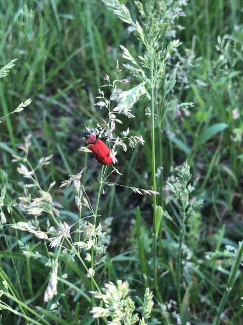 Pyrochroa coccinea - nagy bíborbogár
