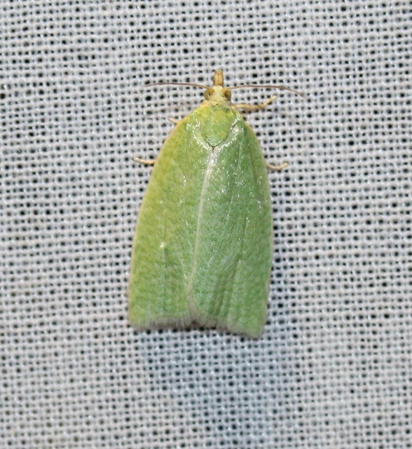 Tortrix viridana - tölgyilonca