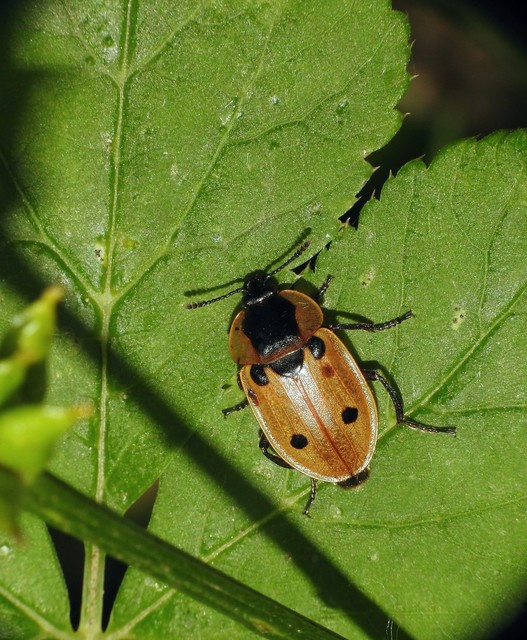 Dendroxena quadrimaculata - négypettyes dögbogár