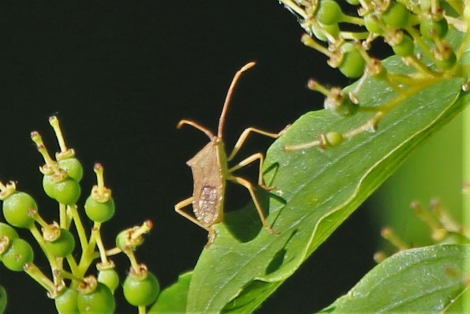 Gonocerus acuteangulatus - aranypetés karimáspoloska