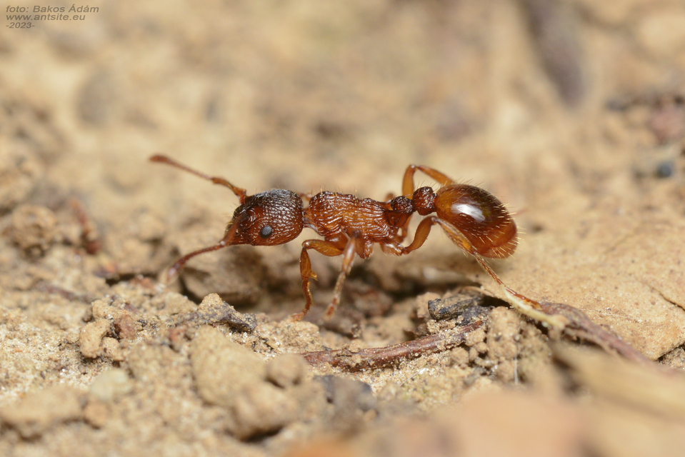 Myrmica sabuleti - gyakori bütyköshangya