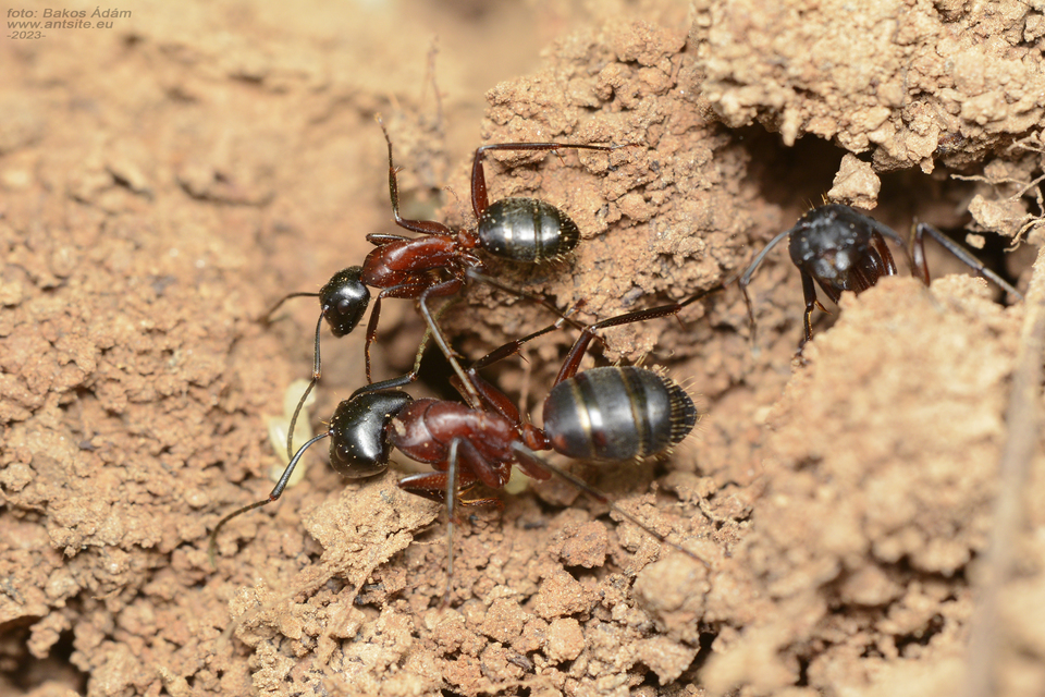 Camponotus ligniperda - faodvasító lóhangya