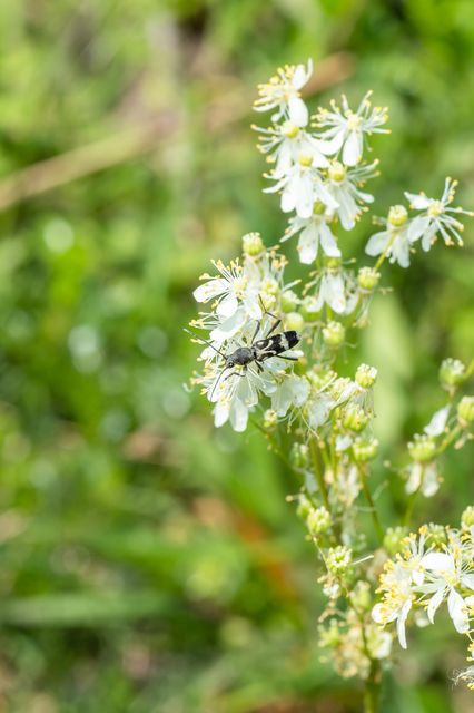 Chlorophorus figuratus - rajzos darázscincér