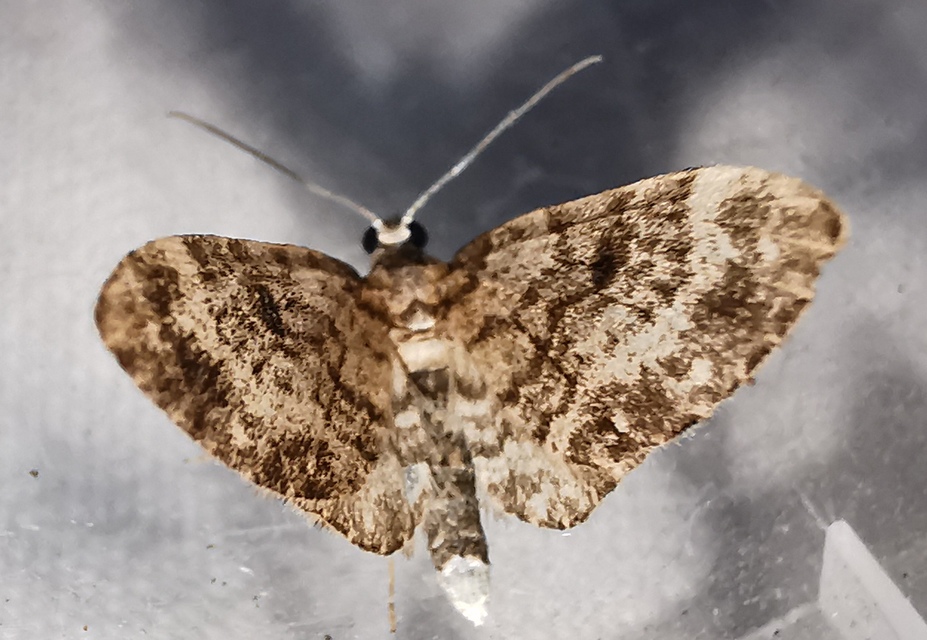Eupithecia tantillaria - feketegyűrűs törpearaszoló