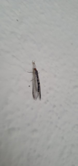 Megistopus flavicornis - kétfoltos hangyaleső Megistopus flavicornis - kétfoltos hangyaleső