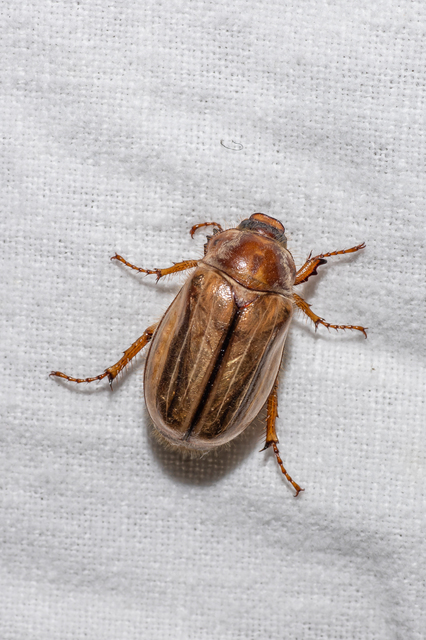 Amphimallon solstitiale - bordás sárgacserebogár
