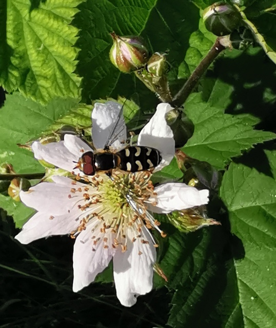 Scaeva pyrastri - gyakori nagyhomlokúlégy