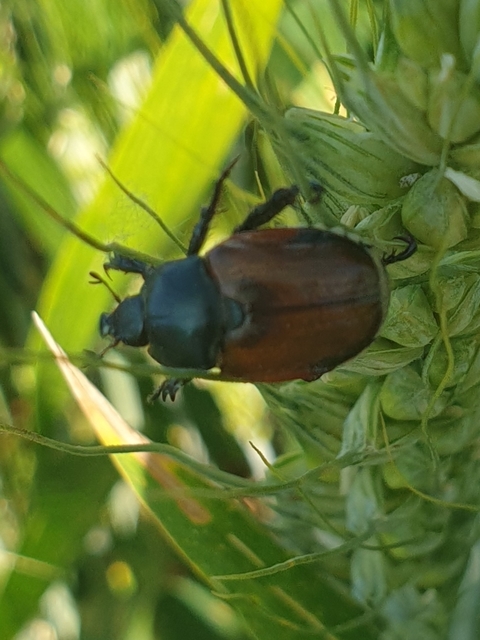 Anisoplia lata - széles szipoly Anisoplia lata - széles szipoly