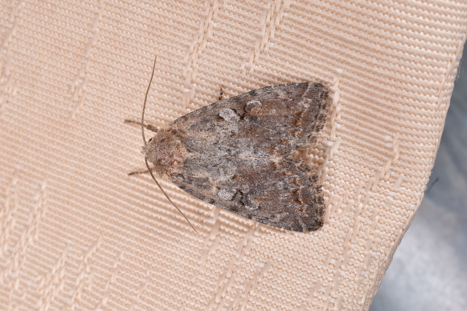 Apterogenum ypsillon - ipszilon-erdeibagoly