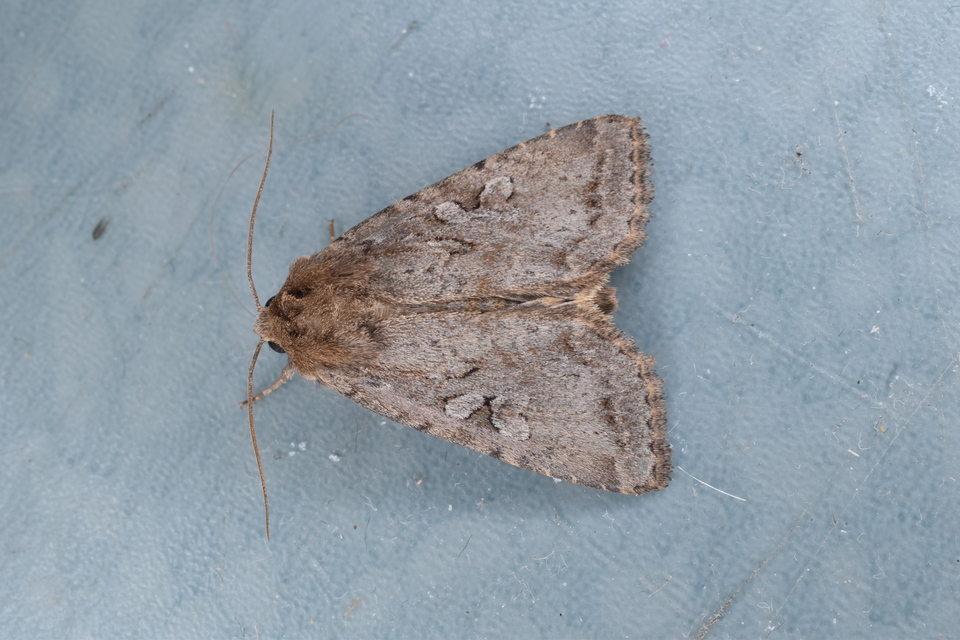 Apterogenum ypsillon - ipszilon-erdeibagoly