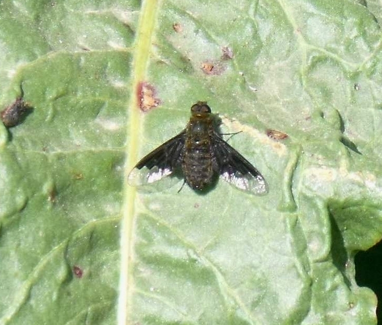 Hemipenthes morio - közönséges gyászlégy