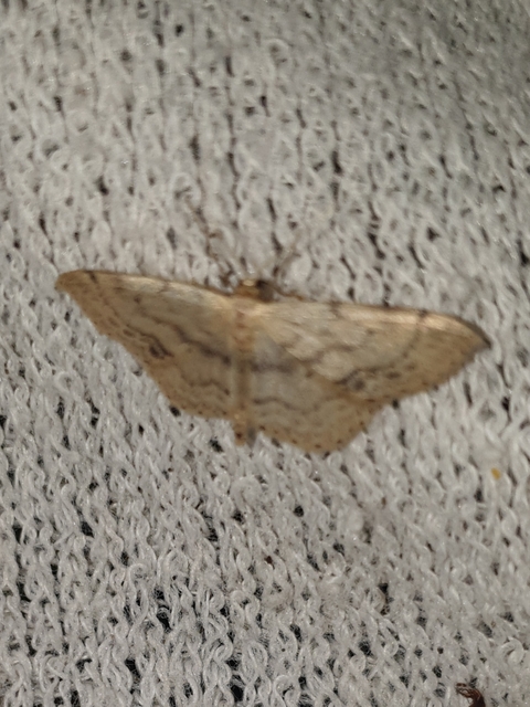 Idaea dimidiata - gyakori apróaraszoló