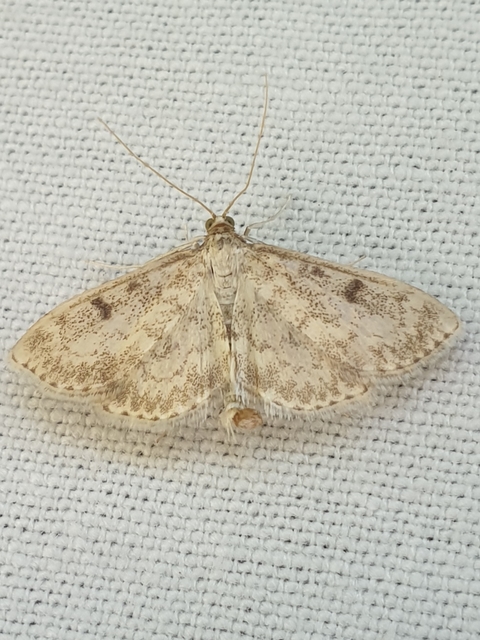 Anania perlucidalis - lápréti tűzmoly