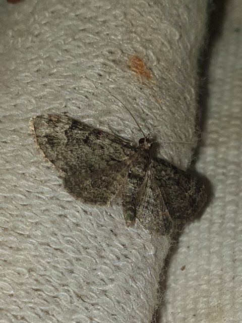 Pasiphila rectangulata - almavirág-araszoló