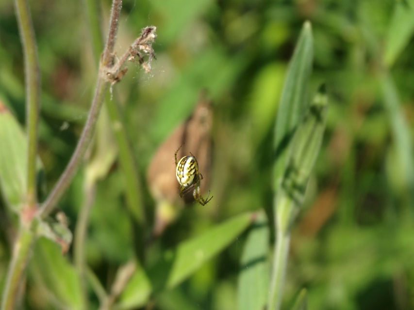 Mangora acalypha - réti keresztespók