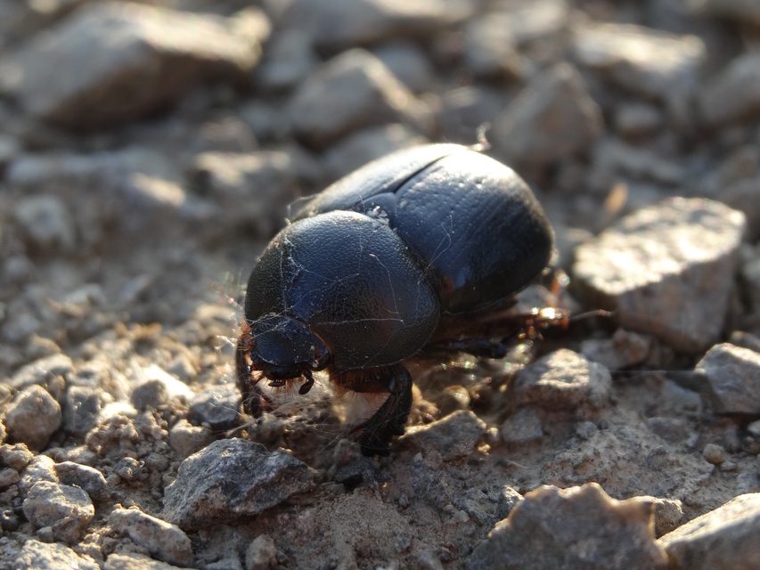 Pentodon idiota - butabogár