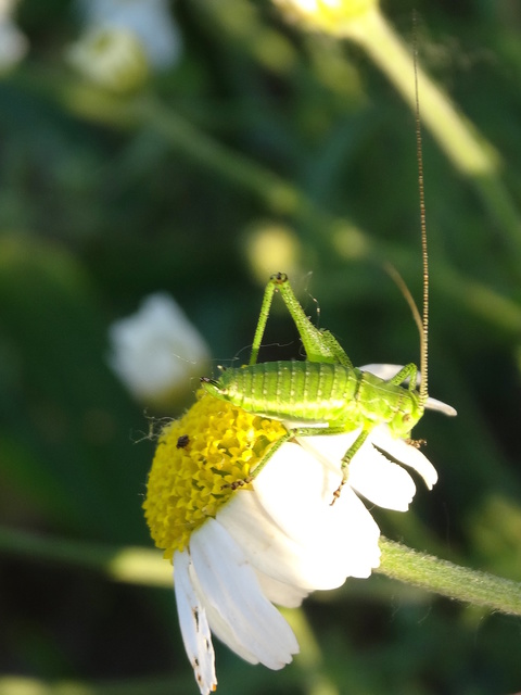 Leptophyes albovittata - közönséges virágszöcske