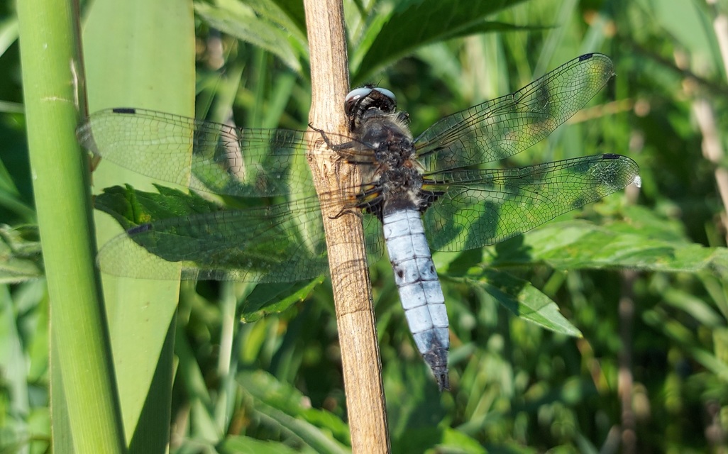 Libellula fulva - kisfoltos laposacsa