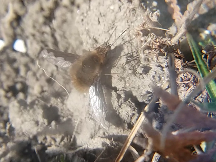 Bombylius major - szegélyes pöszörlégy