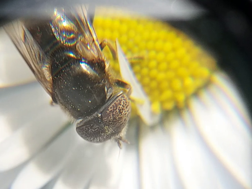 Eristalinus aeneus - bronzos foltosszeműlégy