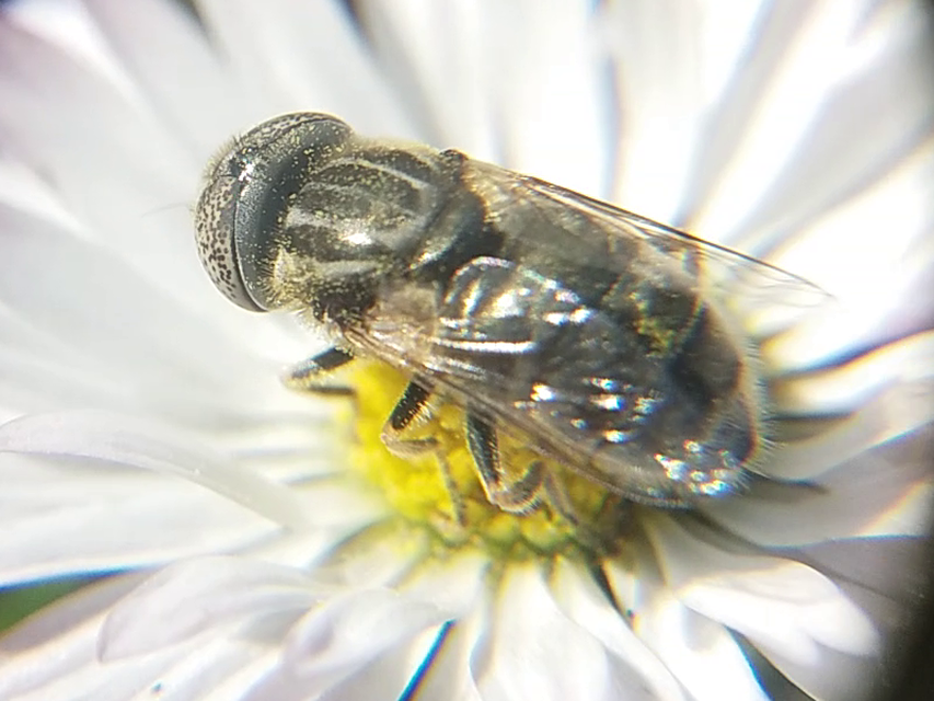 Eristalinus