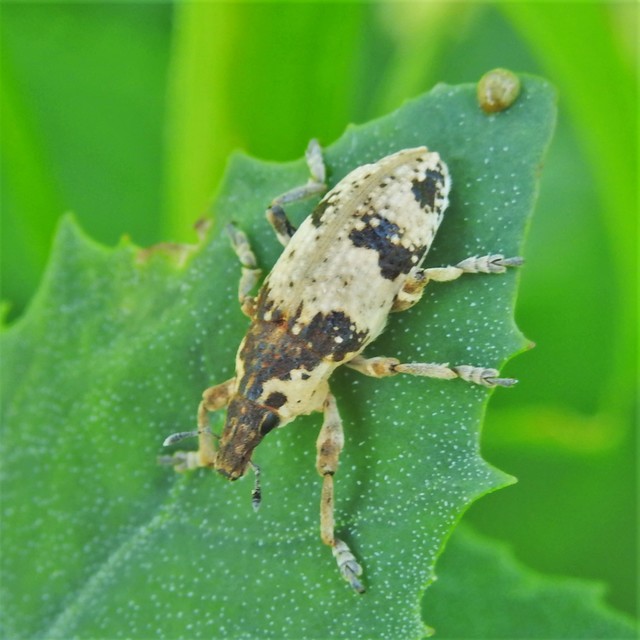 Bothynoderes affinis - sávos barkó