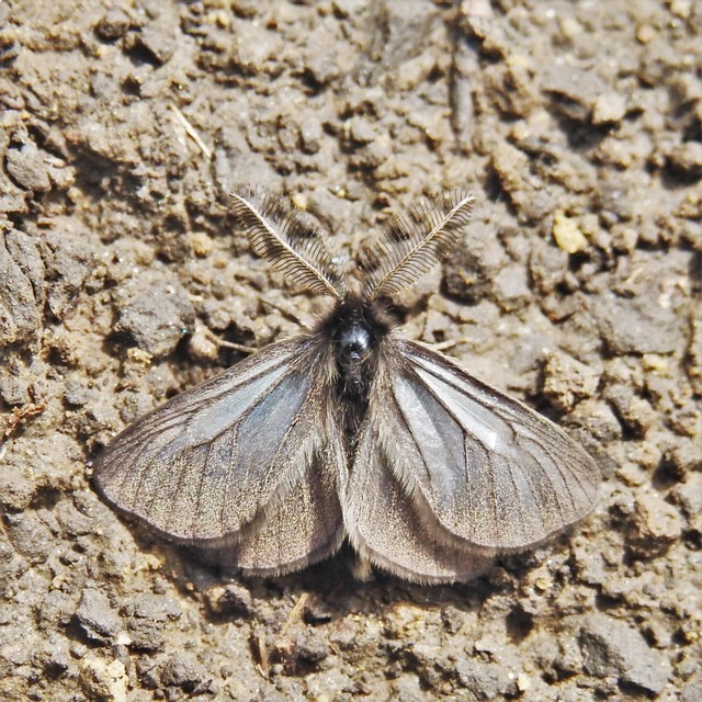 Pentophera morio - réti gyapjaslepke