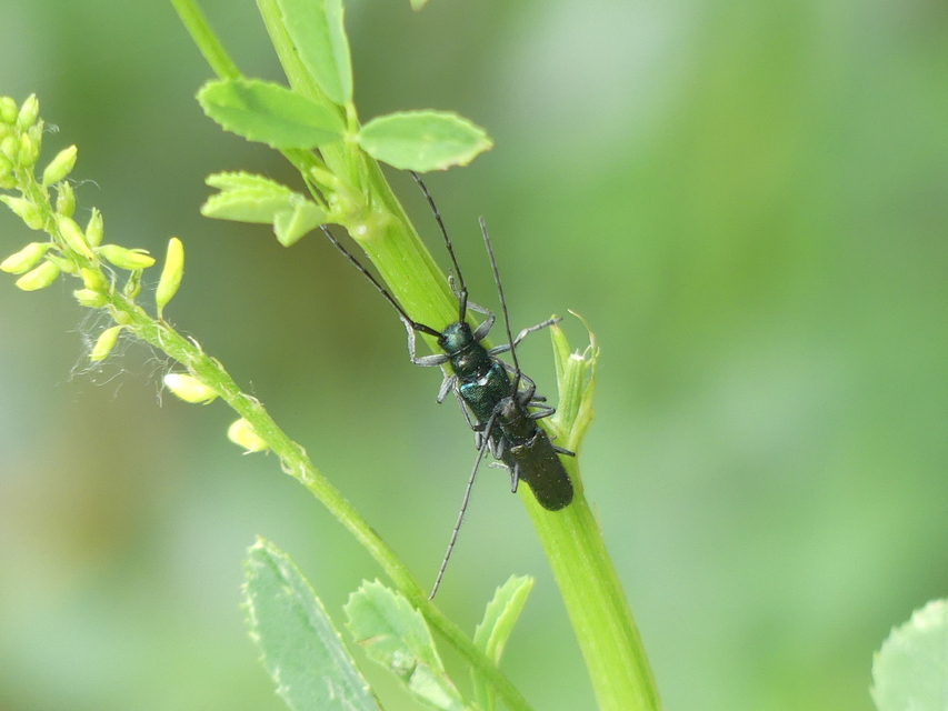 Agapanthia violacea - kék somkórócincér
