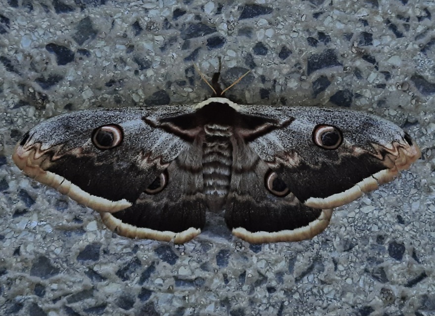 Saturnia pyri - nagy pávaszem
