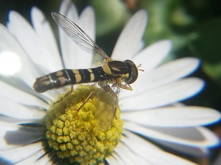 Sphaerophoria