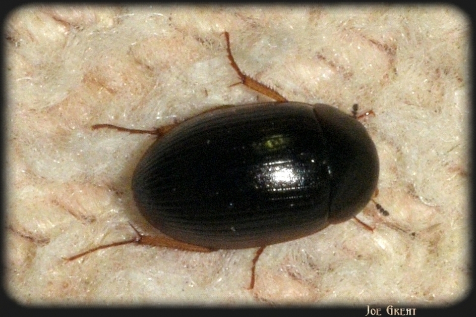 Hydrobius