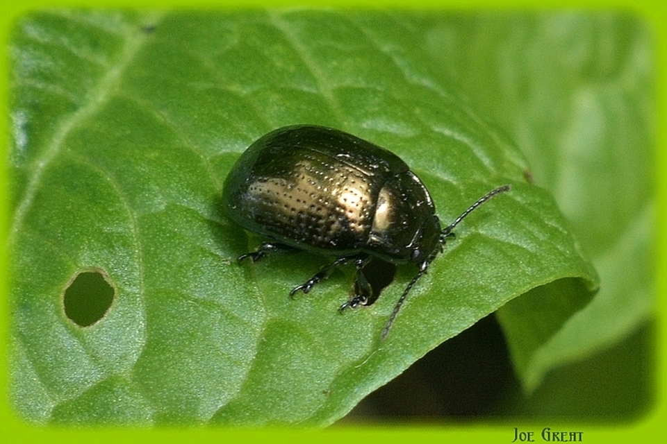 Chrysomelidae - levélbogárfélék