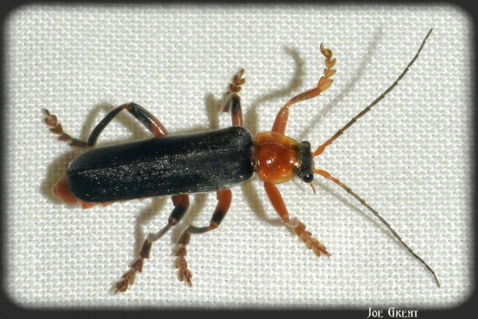 Cantharis livida - mezei lágybogár