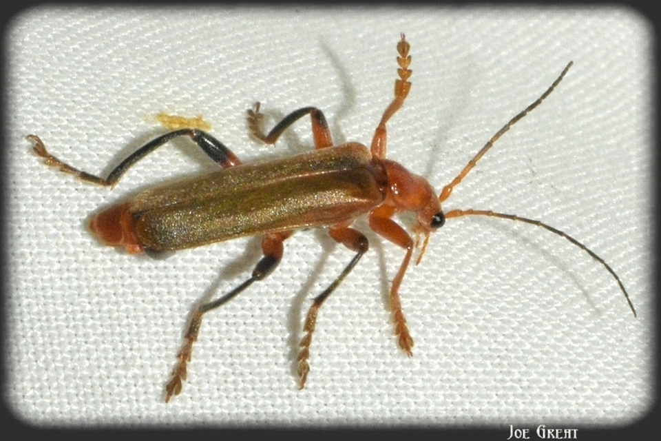 Cantharis livida - mezei lágybogár