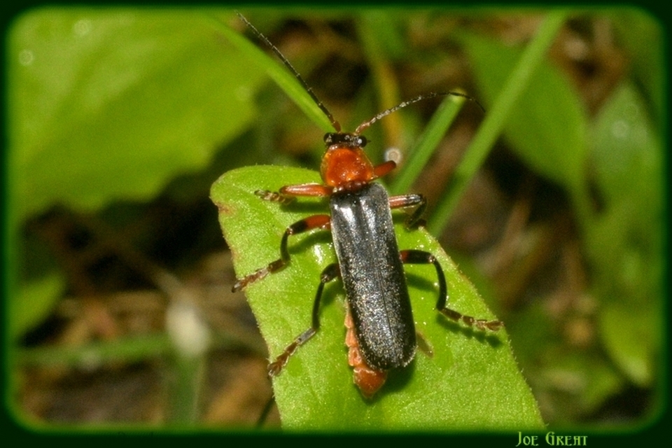 Cantharis livida - mezei lágybogár
