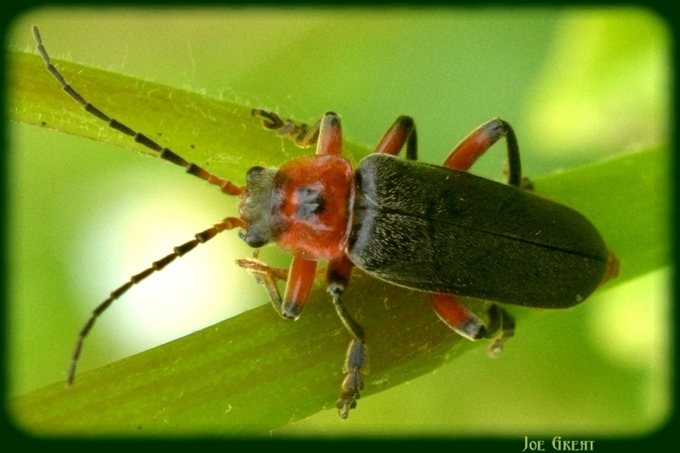 Cantharis rustica - suszterbogár