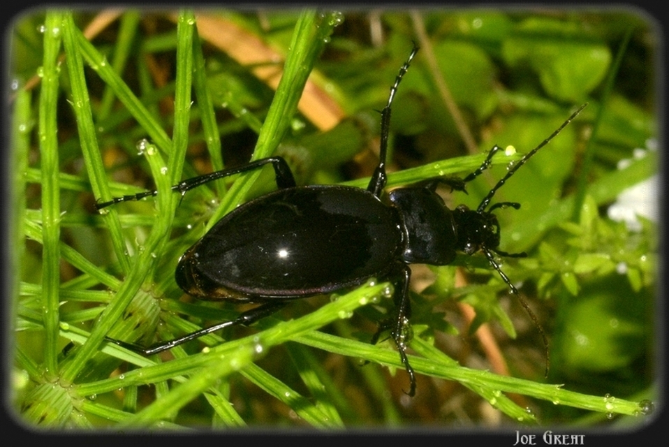 Carabidae - futóbogárfélék