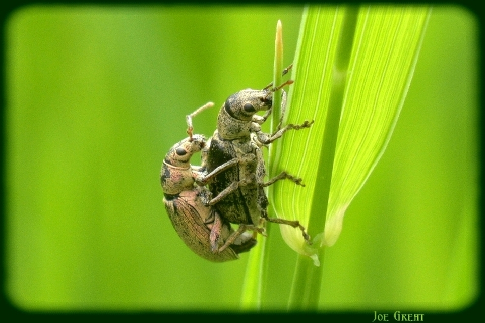 Curculionidae - ormányosbogár-félék