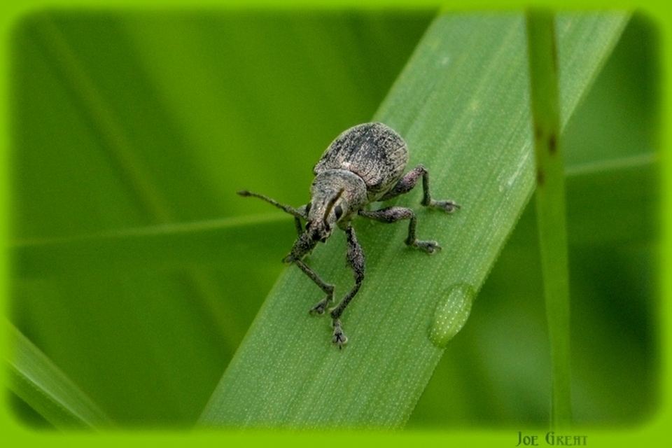 Phyllobius thalassinus - tömpeorrú levélormányos