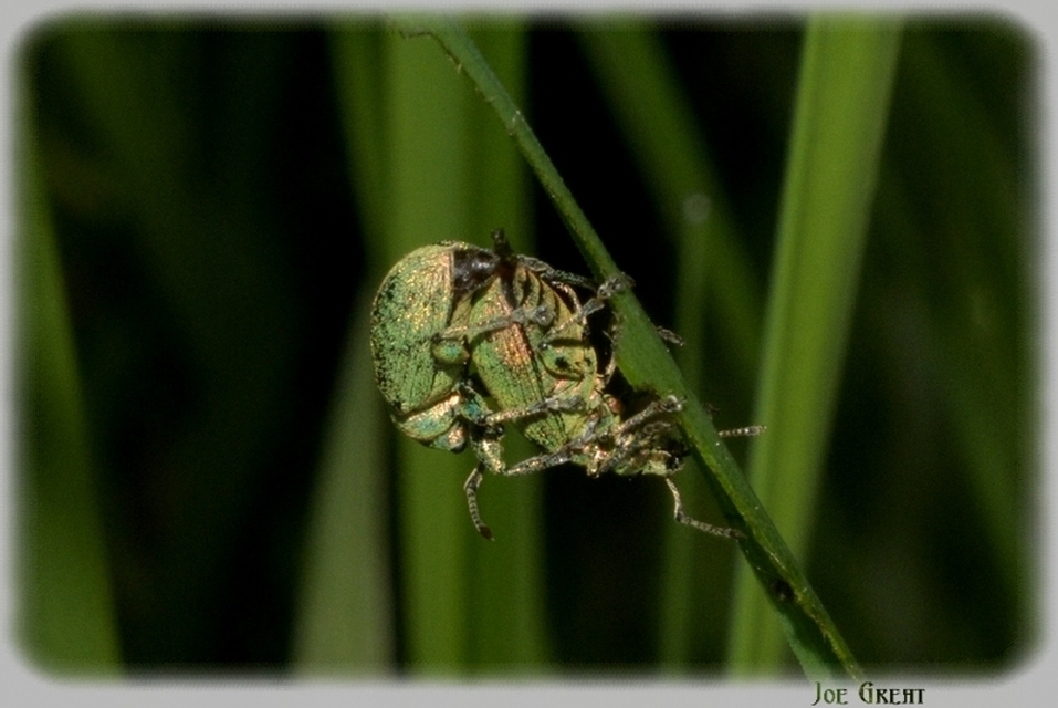 Curculionidae - ormányosbogár-félék