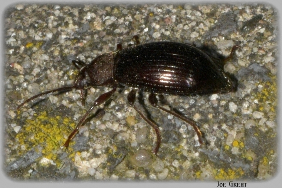 Stenomax aeneus - bronzos gyászbogár