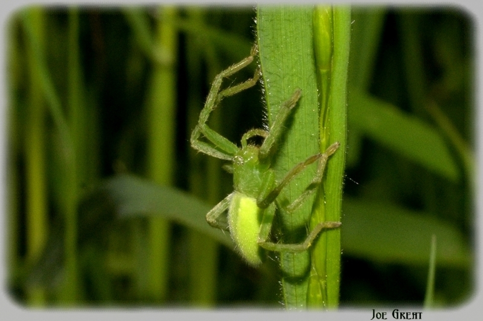 Micrommata virescens - hunyópók
