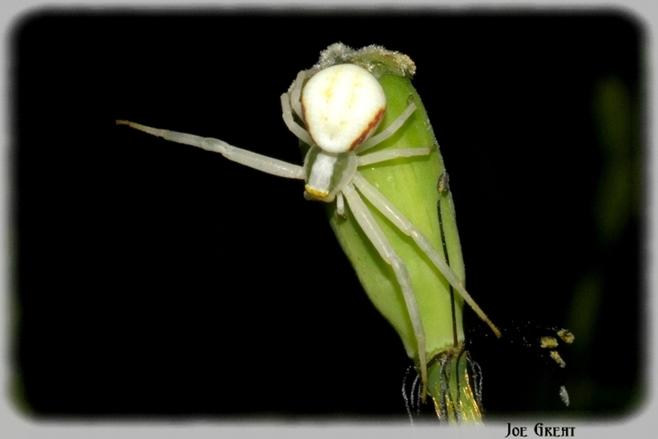 Misumena vatia - viráglakó karolópók