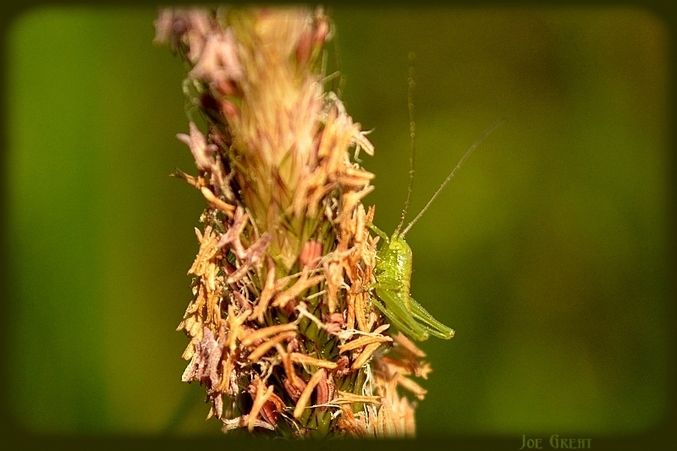 Tettigonia