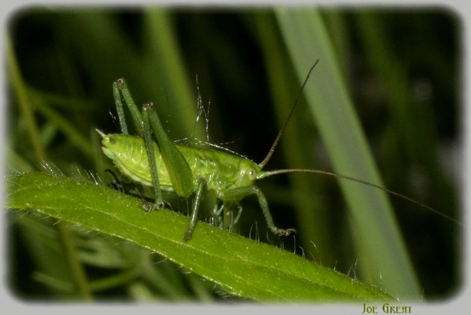 Tettigonia